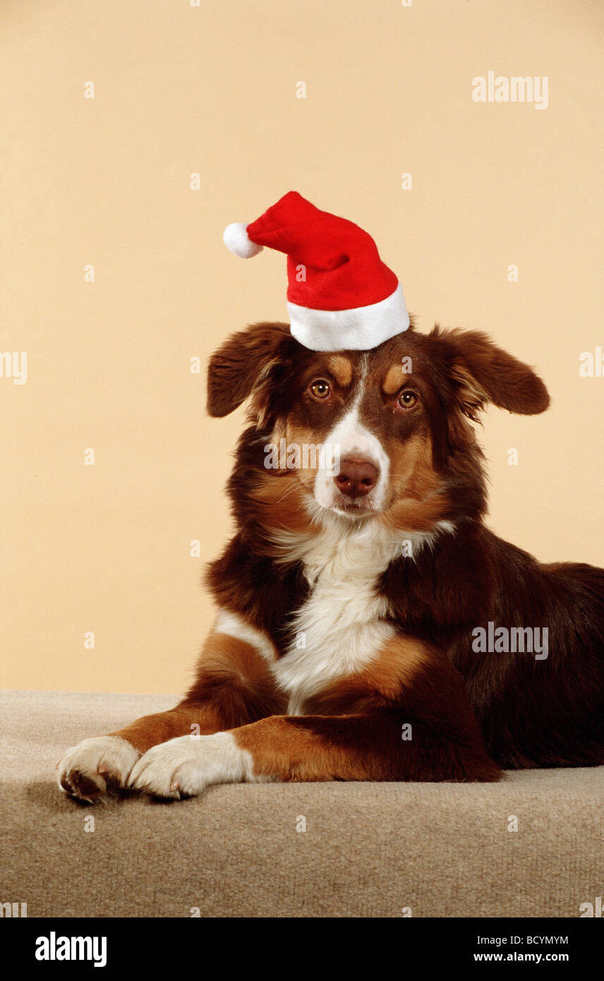 Berger Australien. Portrait d'un hot dog wearing a Santa Claus hat. Allemagne Banque D'Images