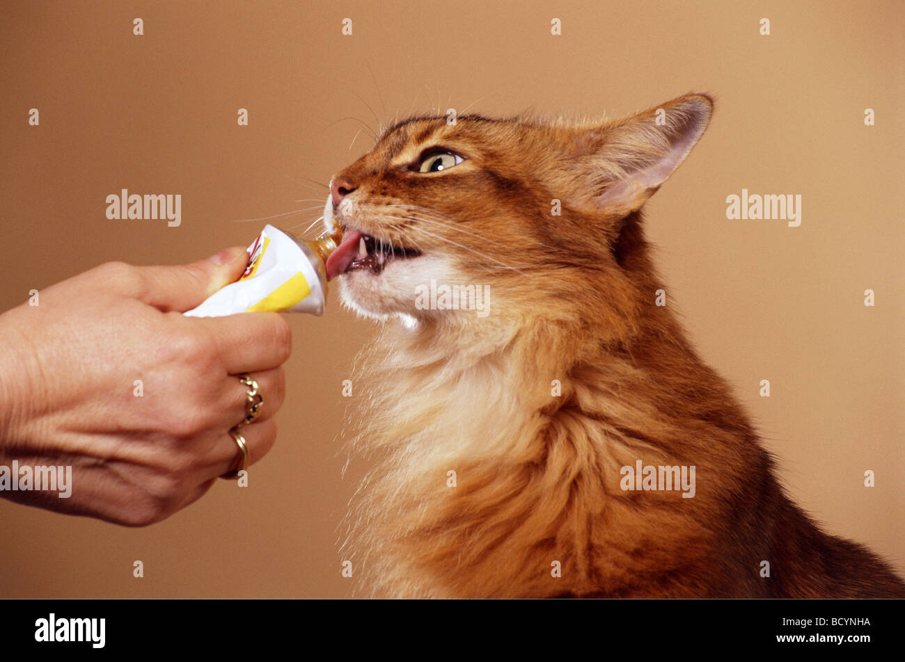 Cat licking sur tube Banque D'Images