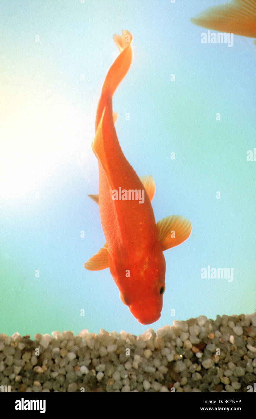 Goldfish avec cub / Carassius auratus Banque D'Images