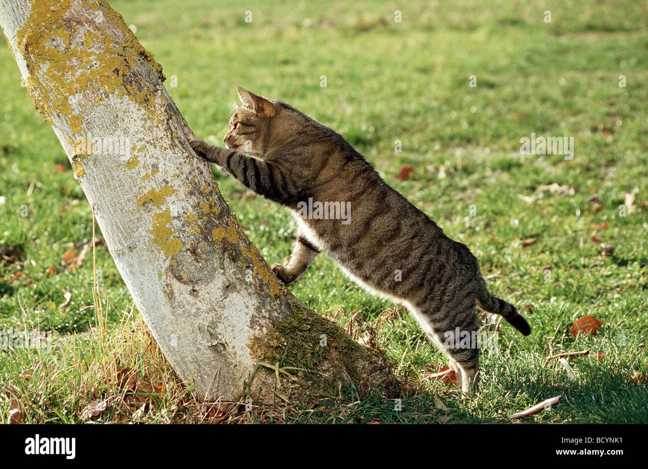 Cat qui monte un tronc d'arbre Banque D'Images