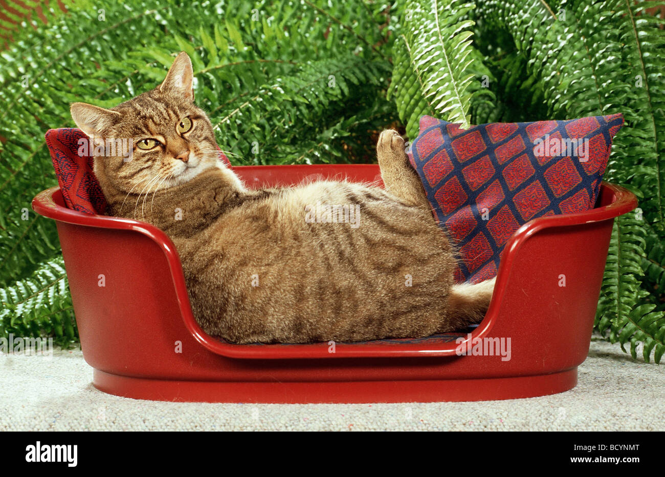 Cat lying in basket Banque D'Images
