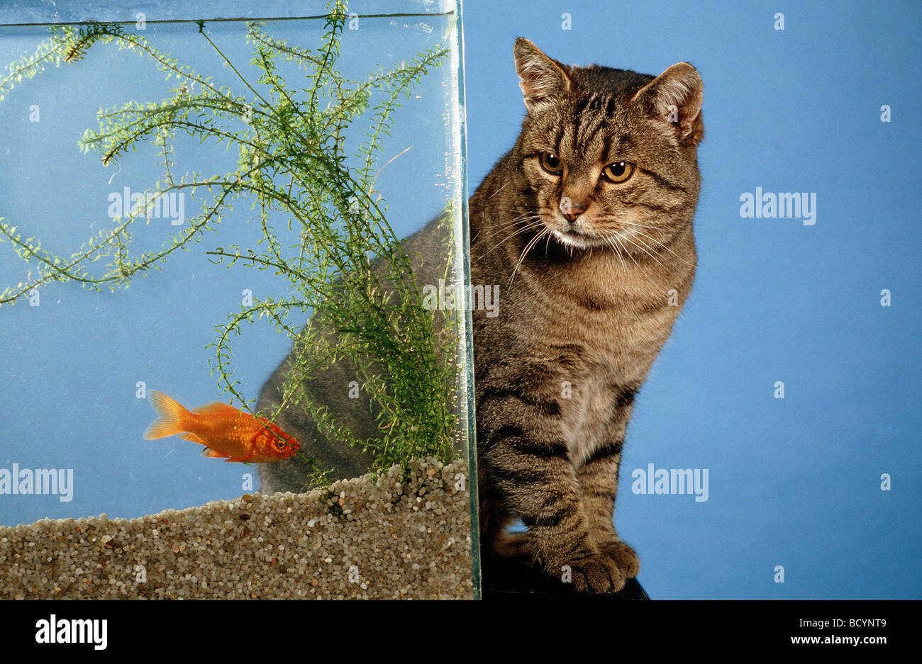 Chat assis près d'un aquarium avec des poissons rouges Banque D'Images