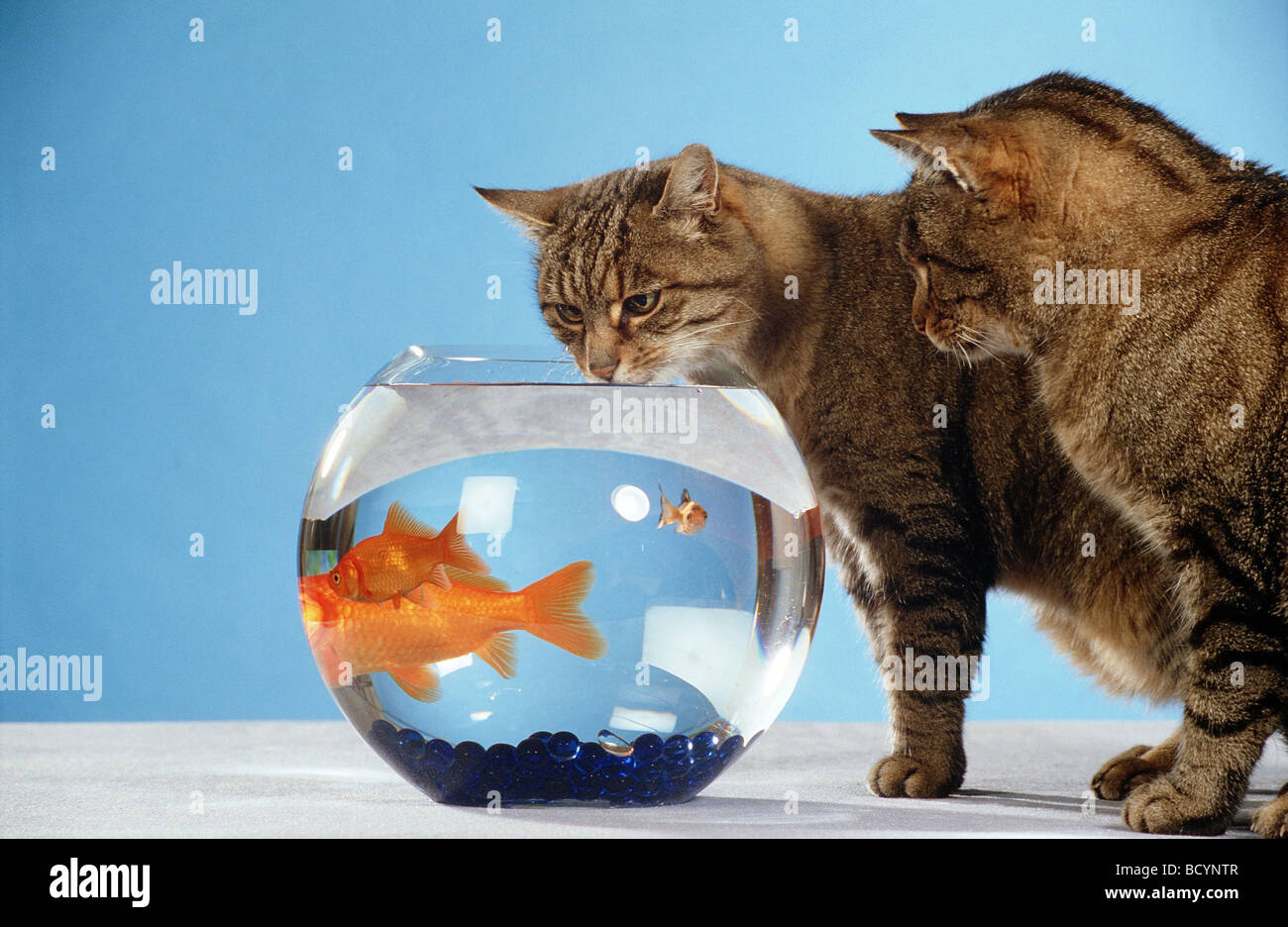 Deux chats se trouvant à côté d'un aquarium avec goldfishes Banque D'Images