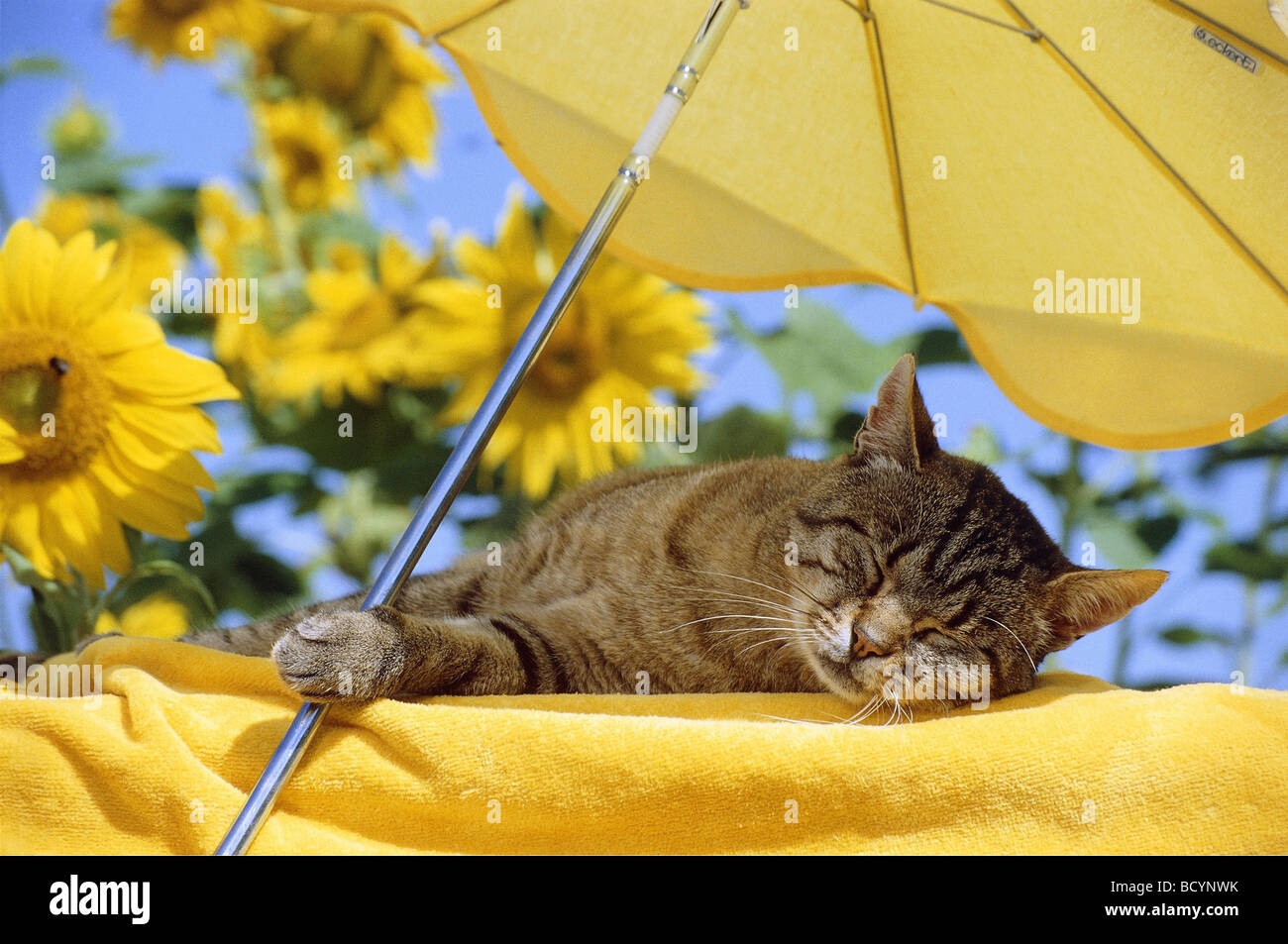 Chat couché au pied de parasol Banque D'Images