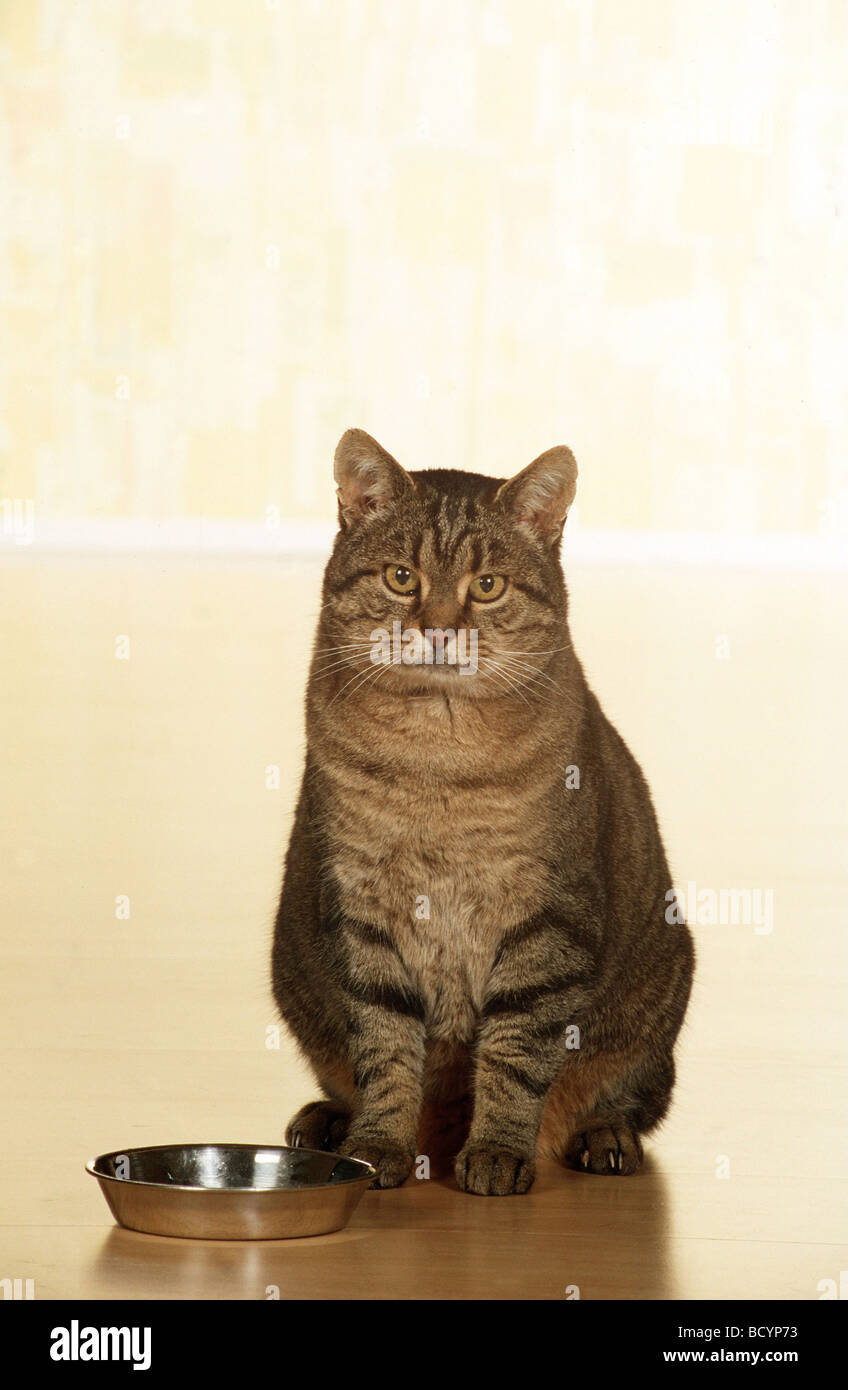 Chat domestique Un chat domestique tabby assis devant un bol alimentaire vide Banque D'Images