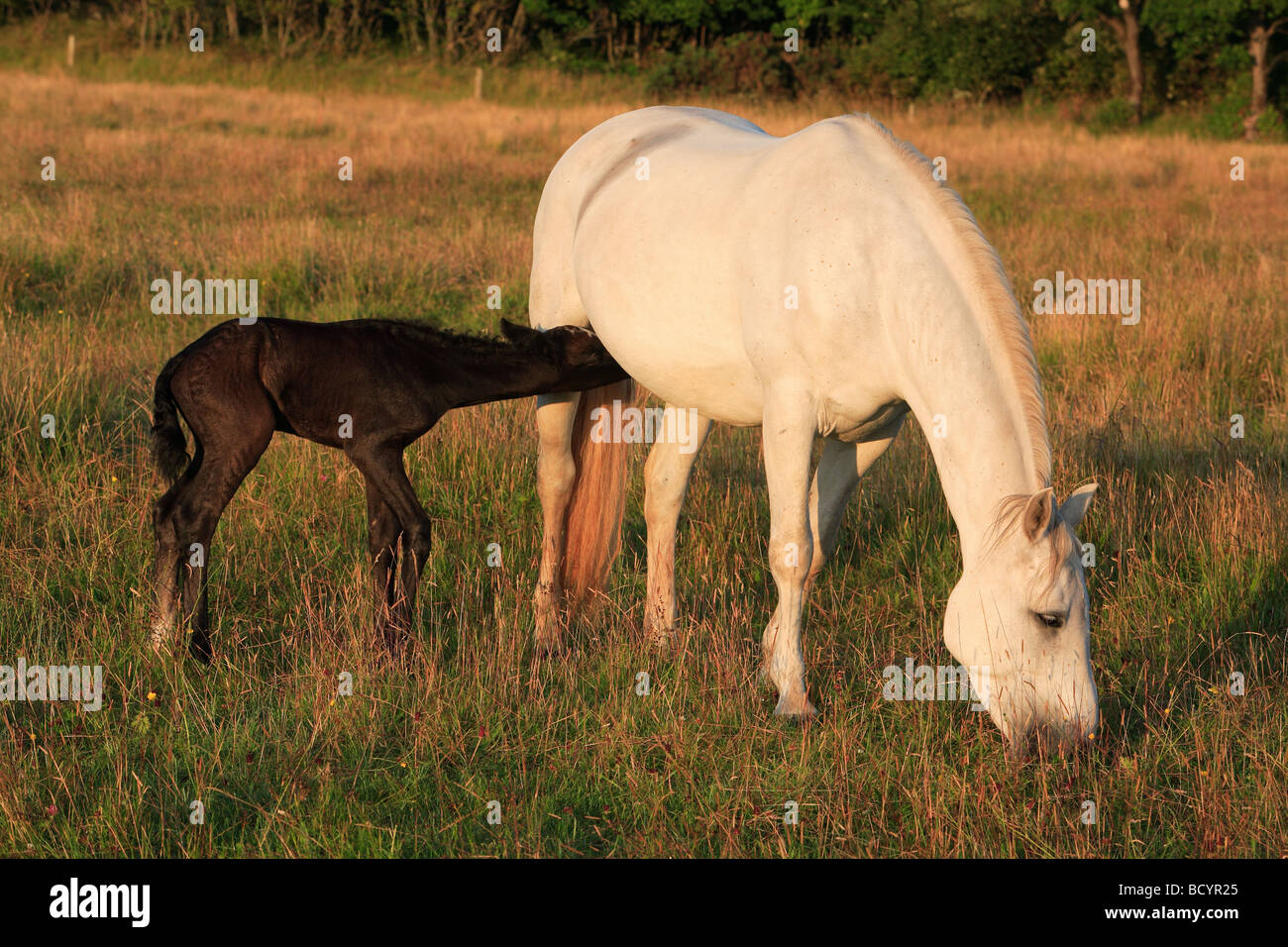 Mare blanche et noir poulain Banque D'Images