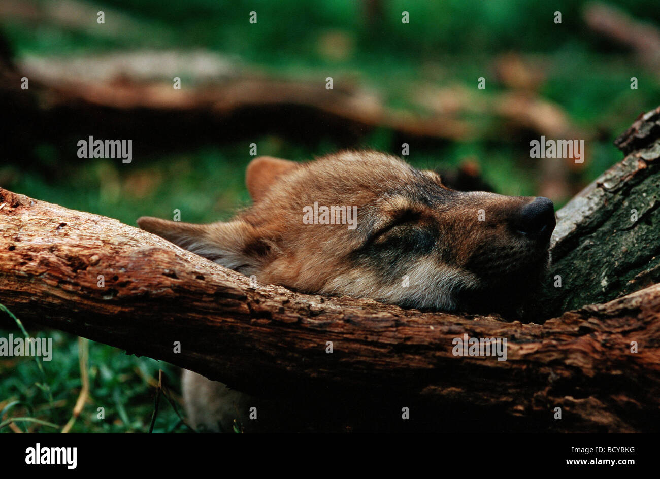 Loup gris / Canis lupus Banque D'Images