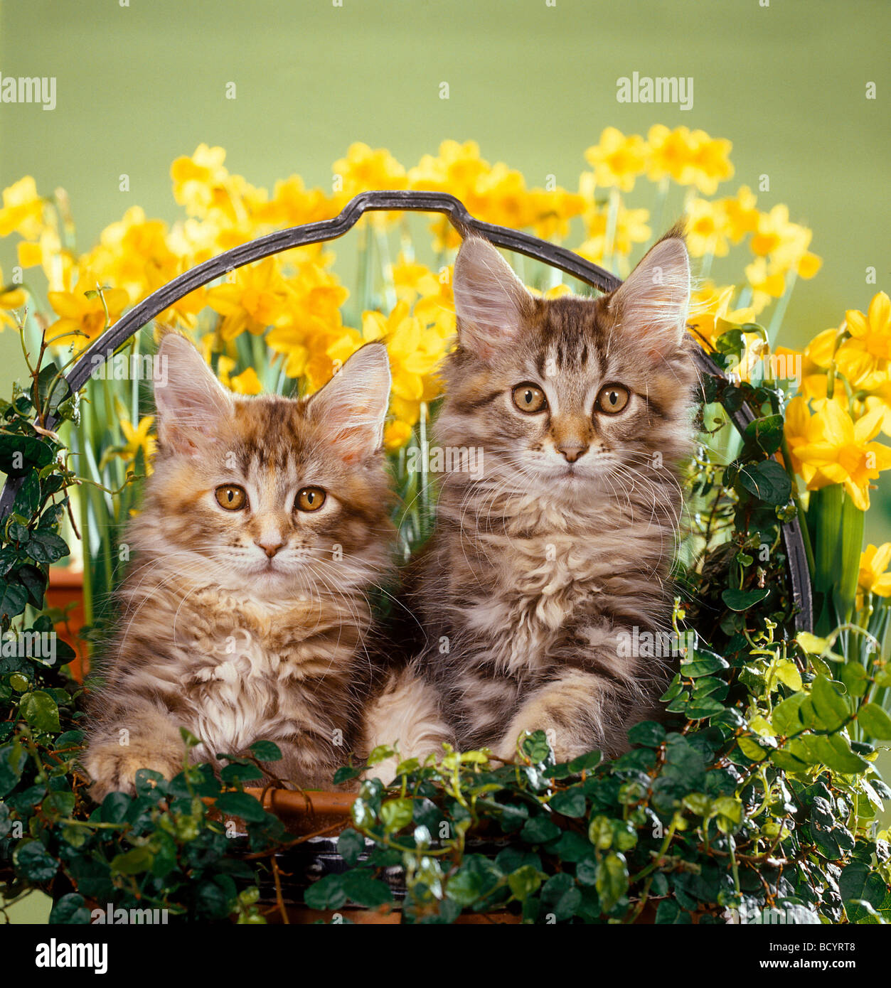 Chat domestique, Maine Coon. Deux chatons en panier parmi les jonquilles à fleurs Banque D'Images
