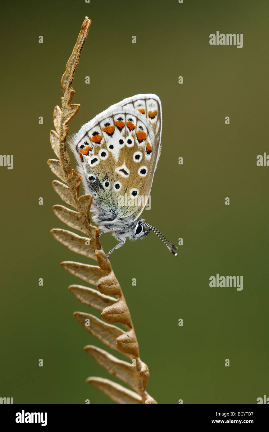 Polyommatus icarus, BLEU commun, papillon se percher sur les morts de frondes de fougères, au Royaume-Uni. Banque D'Images