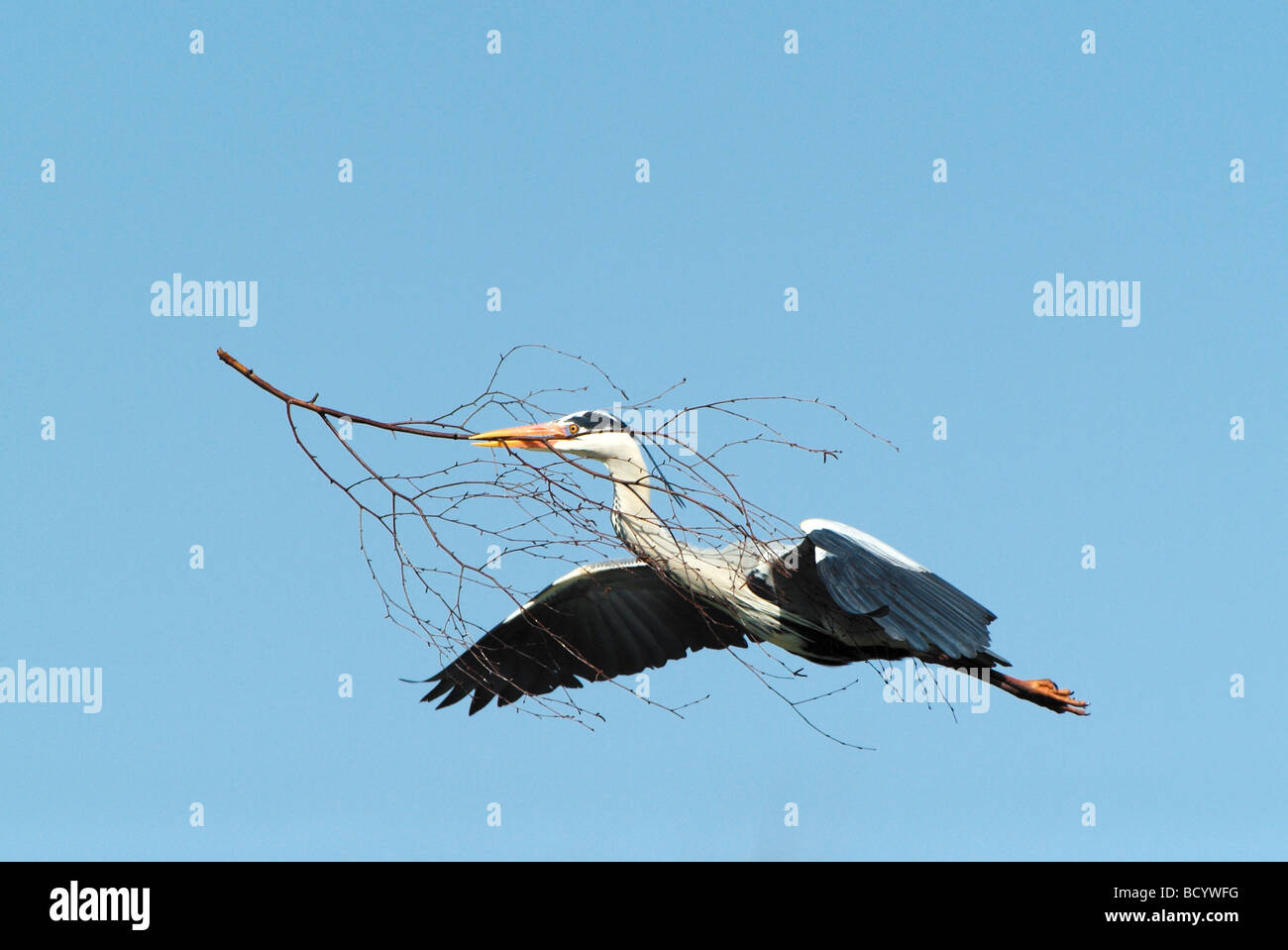 Héron cendré Ardea cinerea / Banque D'Images