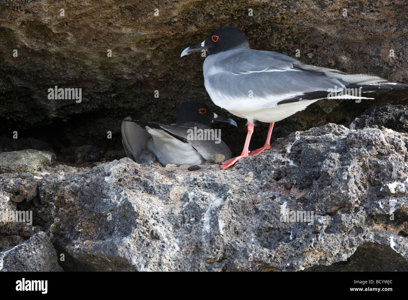 Swallow-tailed Gull (Creagrus furcatus) paire au nid avec chick Darwin Bay Genovesa Équateur Galapagos Océan Pacifique Banque D'Images