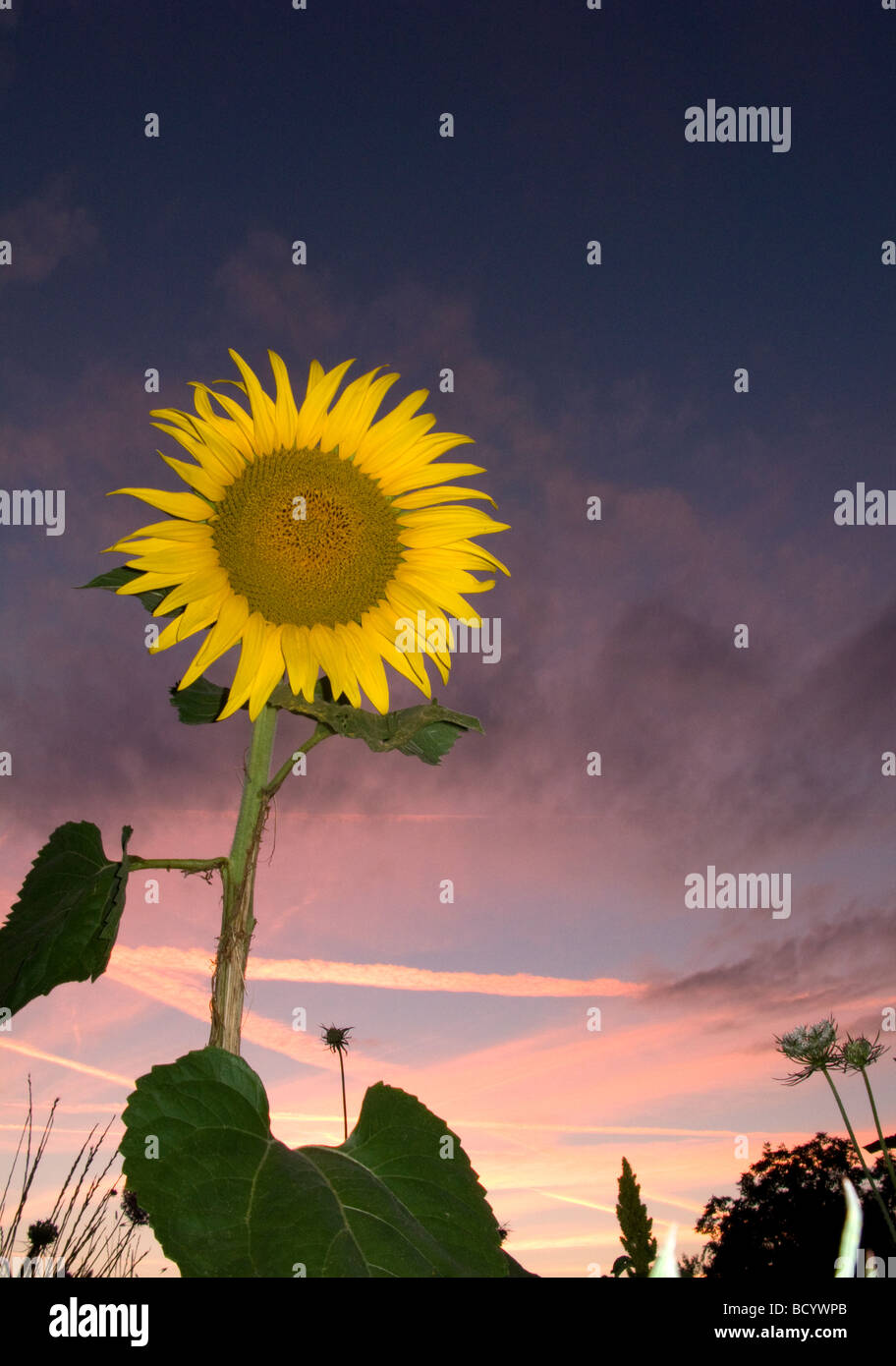 Sunflower against a sunset, Dordogne, France Banque D'Images