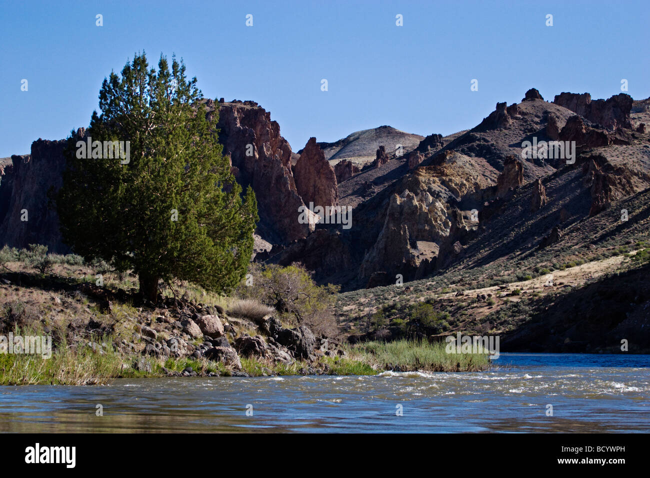 Un PIN le long de la Wild and Scenic RIVER VALLEY L'EST DE L'OREGON Banque D'Images