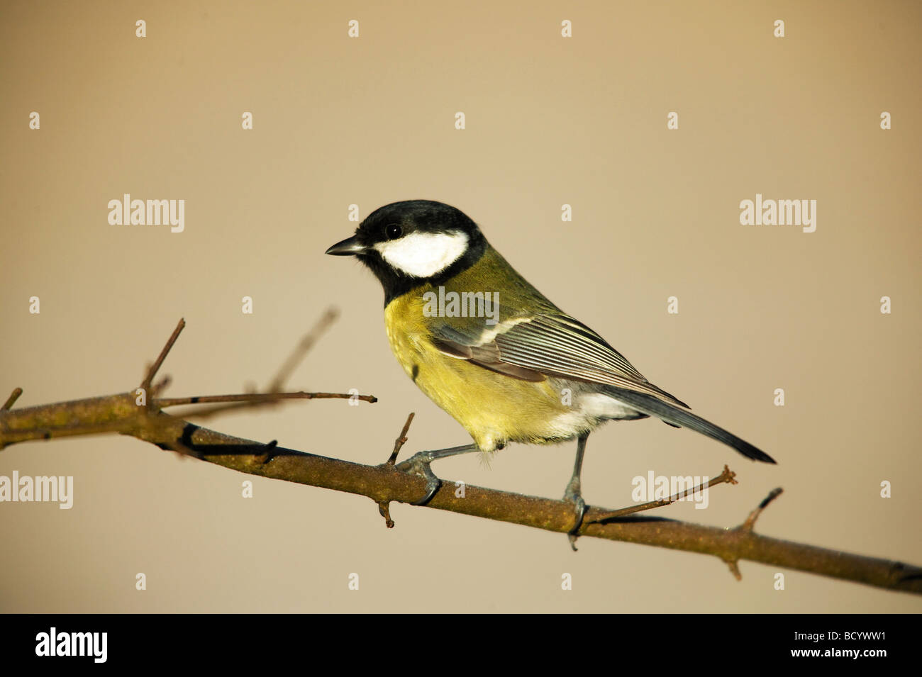 / Great Tit Parus major Banque D'Images