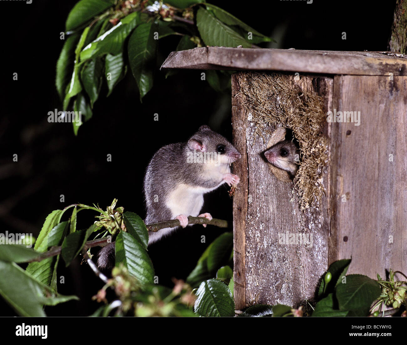 Dorsouris comestible (Glis Glis). Couple dans et à une boîte de nidification la nuit. Allemagne Banque D'Images