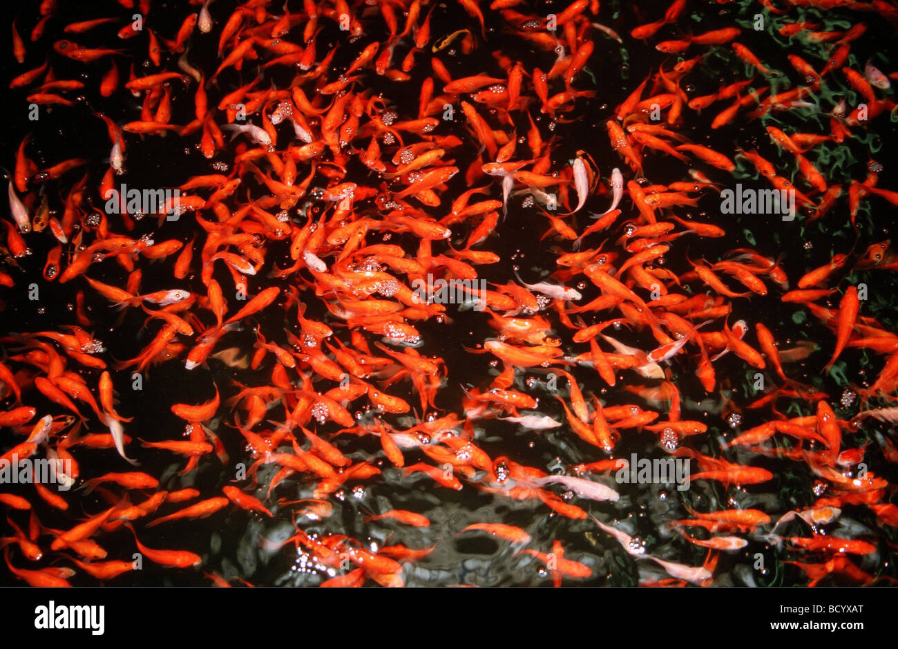 Les poissons rouges , carpe commune / Carassius auratus Banque D'Images
