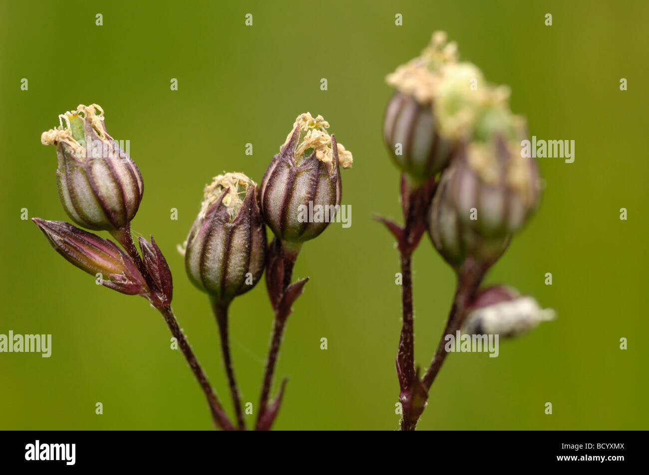 Les coupelles de semences d'Ragged-Robin, Lychnis flos-cuculi, vallée de la flotte, de fleurs sauvages, Dumfries et Galloway, Écosse Banque D'Images