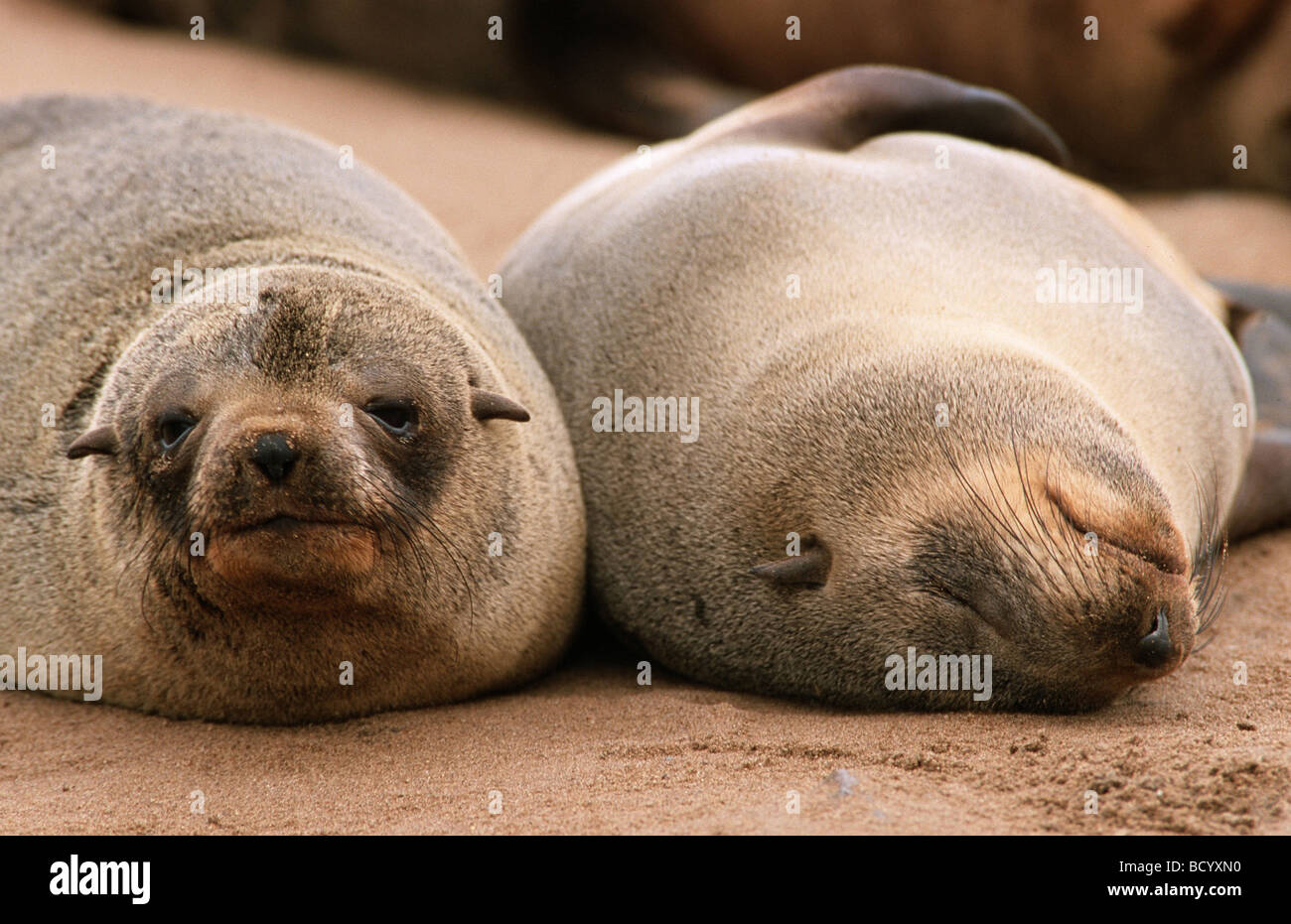 South African fur seal / Arctocephalus pusillus Banque D'Images