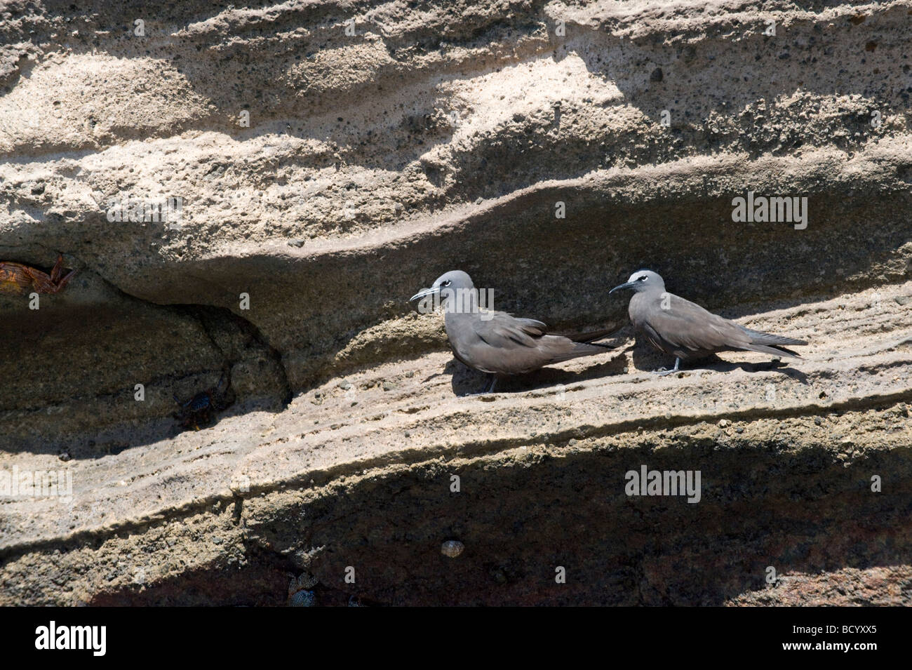 Noddi brun (Anous stolidus) paire reposant sur falaise rocheuse Punta Vicente Roca Isabela Equateur Galapagos Amérique du Sud de l'Océan Pacifique Banque D'Images