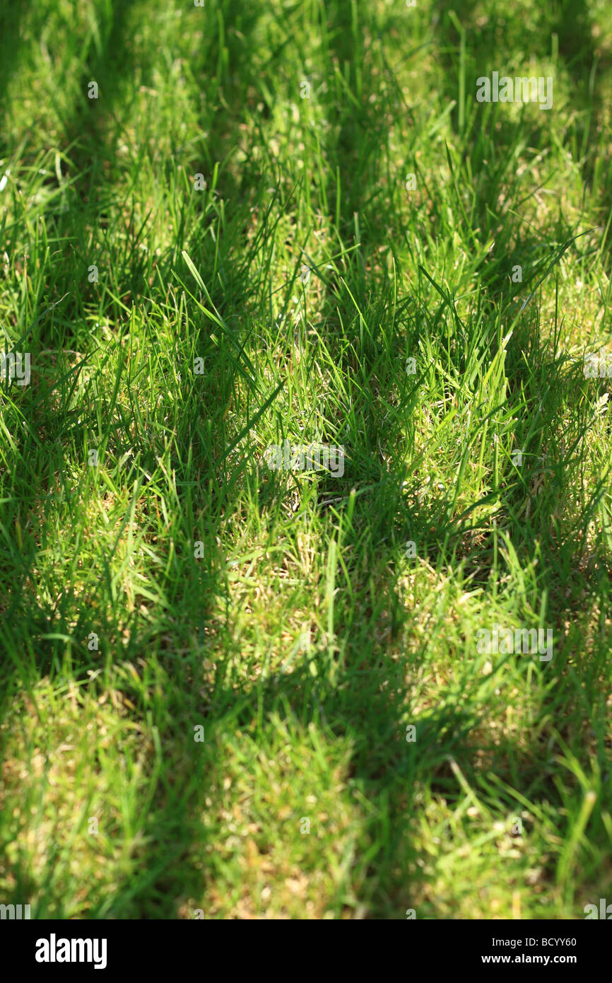 Un soleil éclatant brille à travers un treillis de jardin, casting shadows sur l'herbe derrière. Banque D'Images