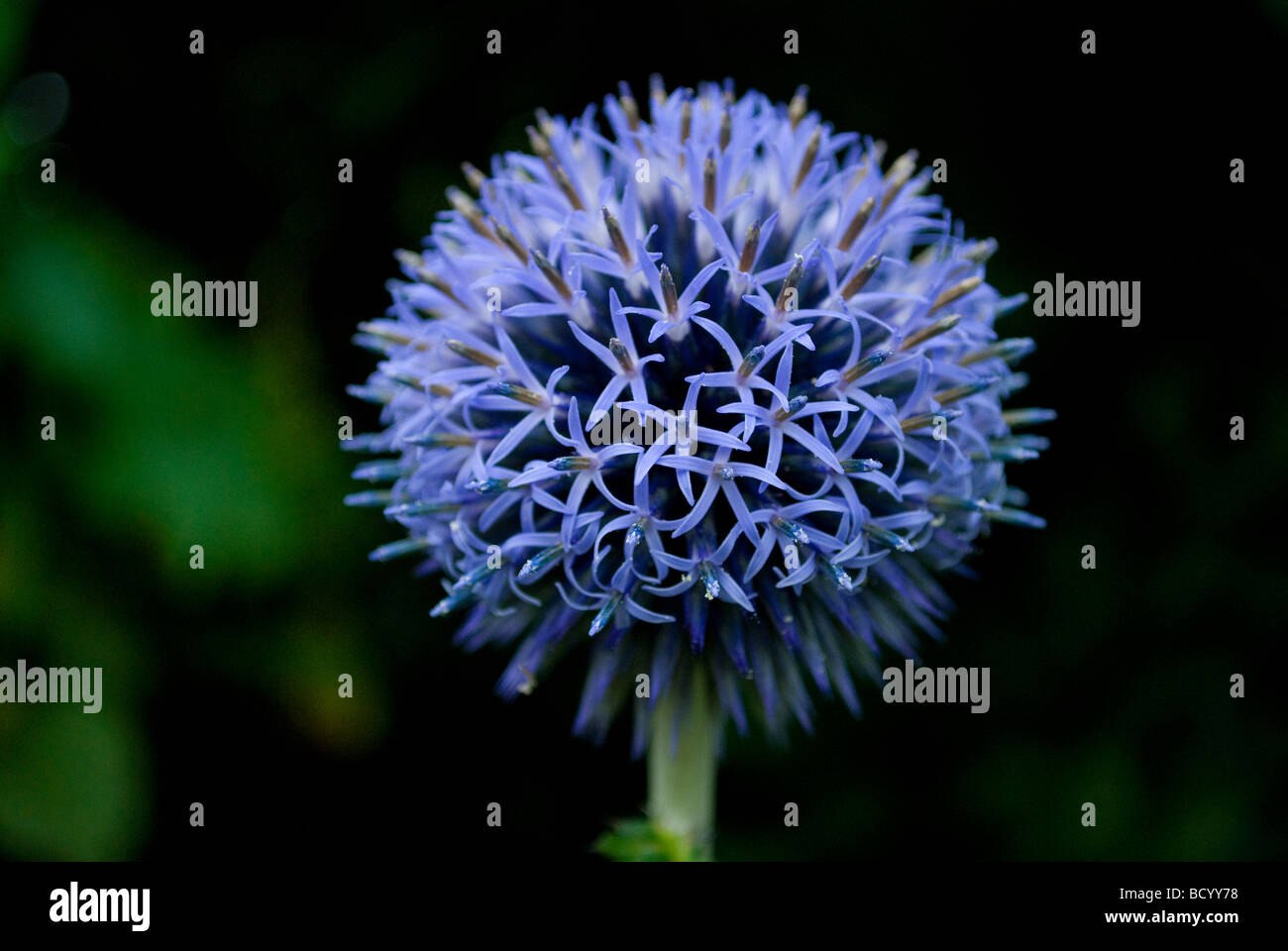 La floraison Echinops ritro. Banque D'Images