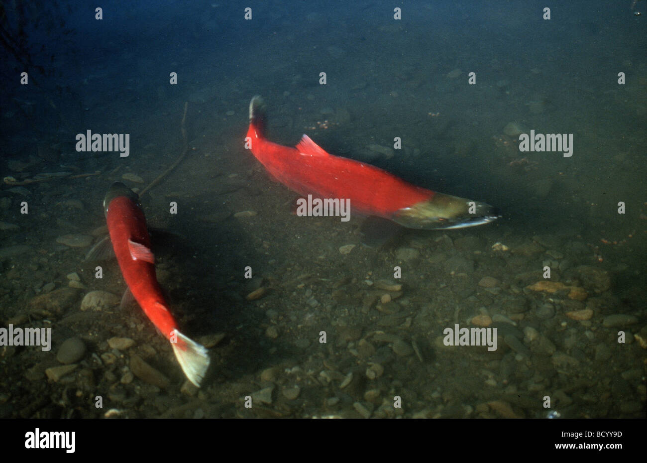 Deux saumons rouges - saison de frai / Oncorhynchus nerka Banque D'Images