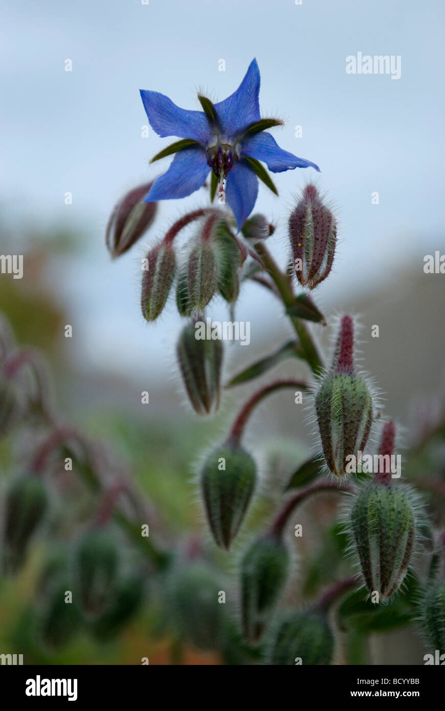 La bourrache officinale, fleurs et bourgeons. Banque D'Images