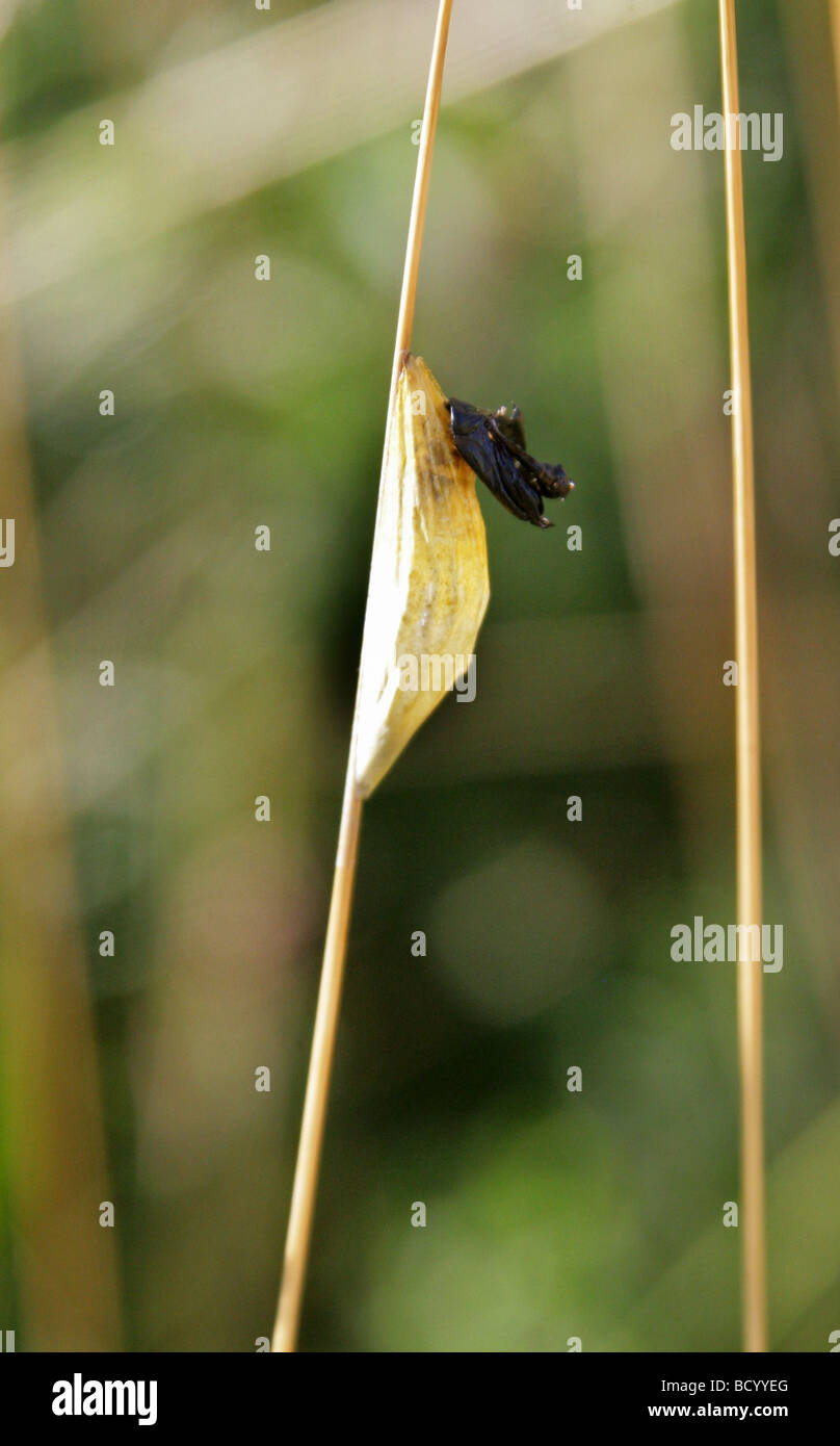 6 Spot Burnet Moth Crysalis après l'émergence de l'espèce. Zygaena filipendulae, des Zygaenidae, Lepidoptera Banque D'Images