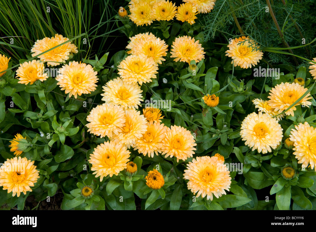 Le Calendula Anglais Marigold pygmée abricot une pleine floraison de fleurs de souci couleur abricot Banque D'Images