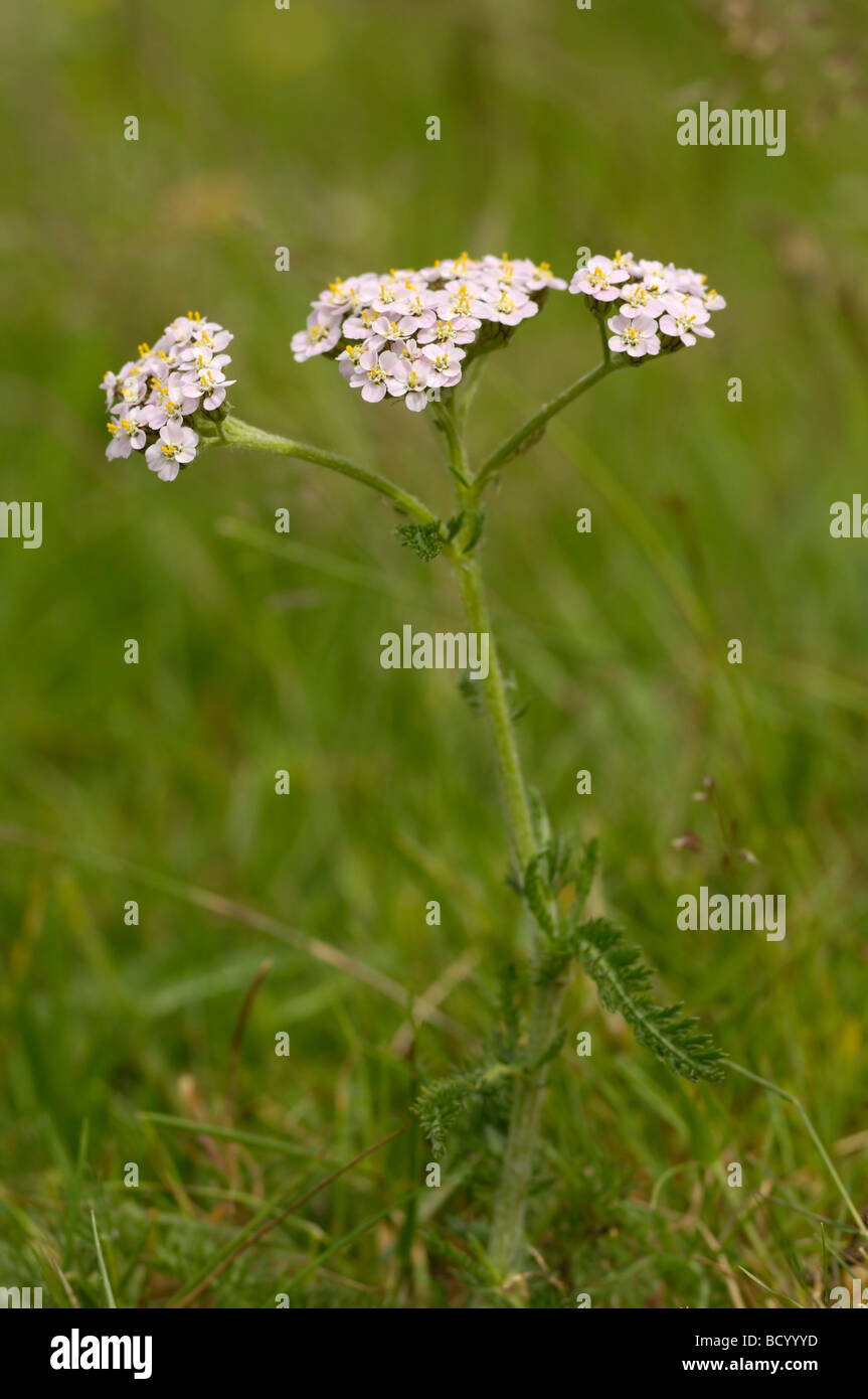 Achillée millefeuille, Achillea millefolium, vallée de la flotte, de fleurs sauvages, Dumfries et Galloway, Écosse Banque D'Images