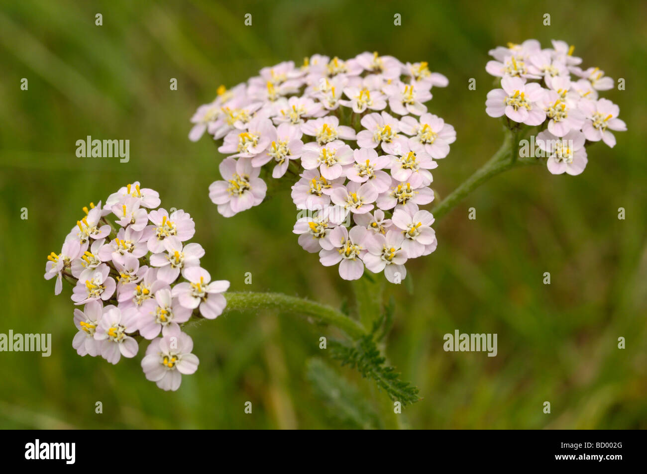 Achillée millefeuille, Achillea millefolium, vallée de la flotte, de fleurs sauvages, Dumfries et Galloway, Écosse Banque D'Images
