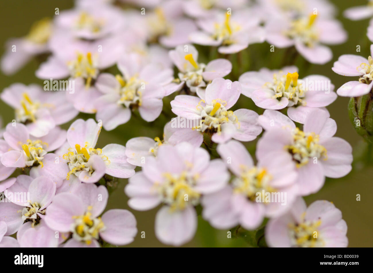 Achillée millefeuille, Achillea millefolium, vallée de la flotte, de fleurs sauvages, Dumfries et Galloway, Écosse Banque D'Images
