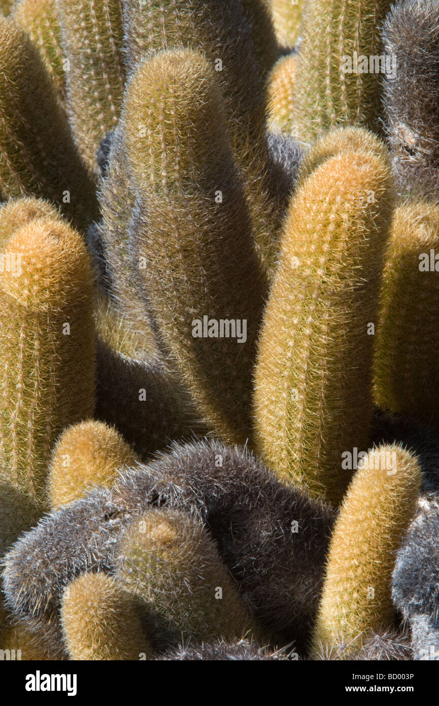 Cactus Brachycereus nesioticus (lave) El Barranco Prince Étapes Genovesa Équateur Galapagos Philips Océan Pacifique Amérique Centrale Banque D'Images
