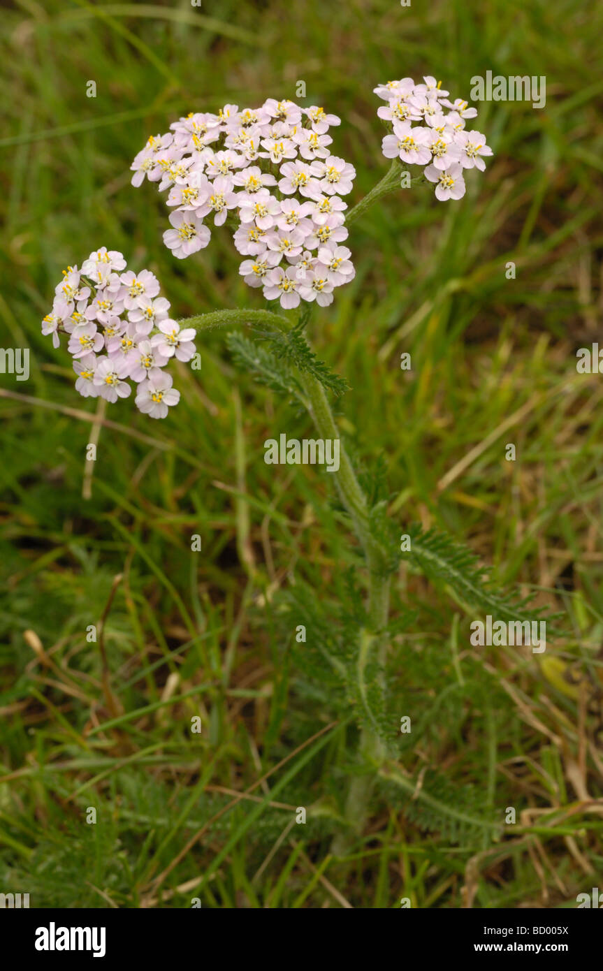 Achillée millefeuille, Achillea millefolium, vallée de la flotte, de fleurs sauvages, Dumfries et Galloway, Écosse Banque D'Images