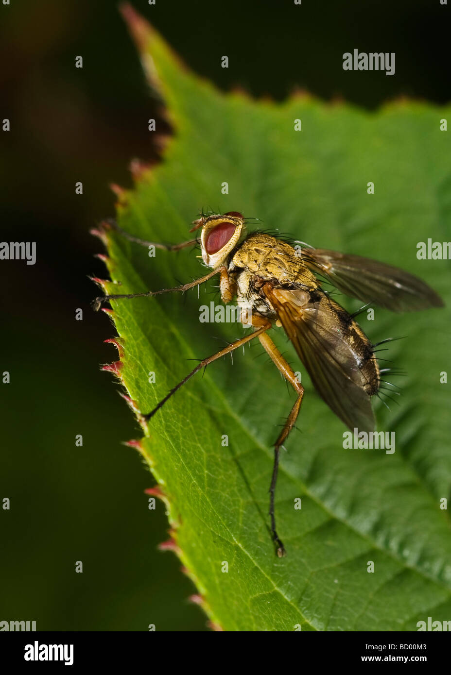 Dexia rustica fly assis sur une feuille. Banque D'Images