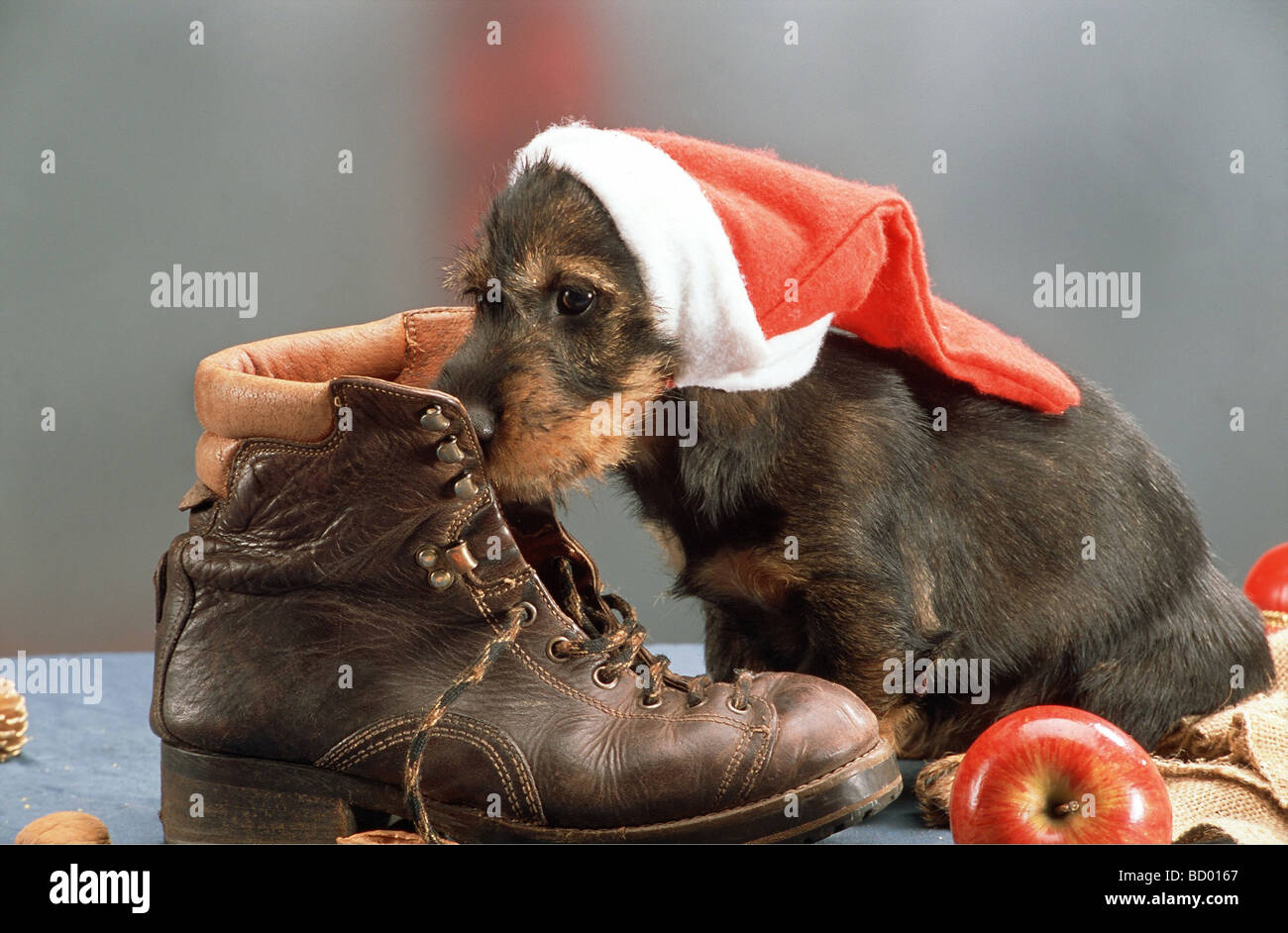 Teckel à poil dur - chiot avec Père Noël cap Banque D'Images