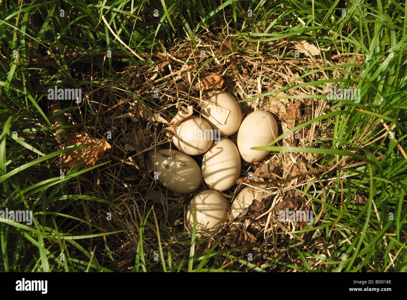 Oeufs d'un Canard colvert Anas platyrhynchos / Banque D'Images