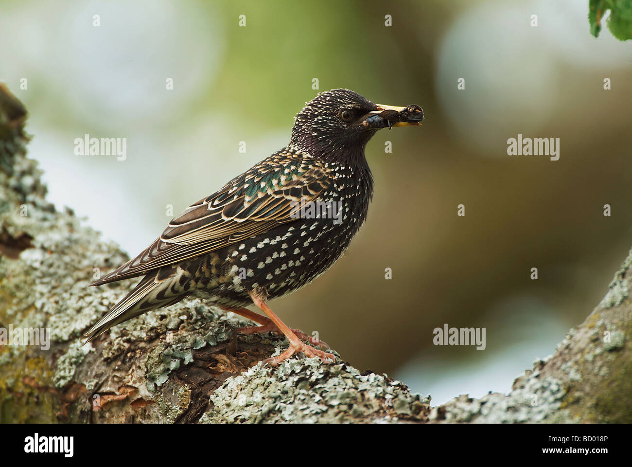 L'étourneau sansonnet avec l'alimentation dans son bec / Sturnus vulgaris Banque D'Images