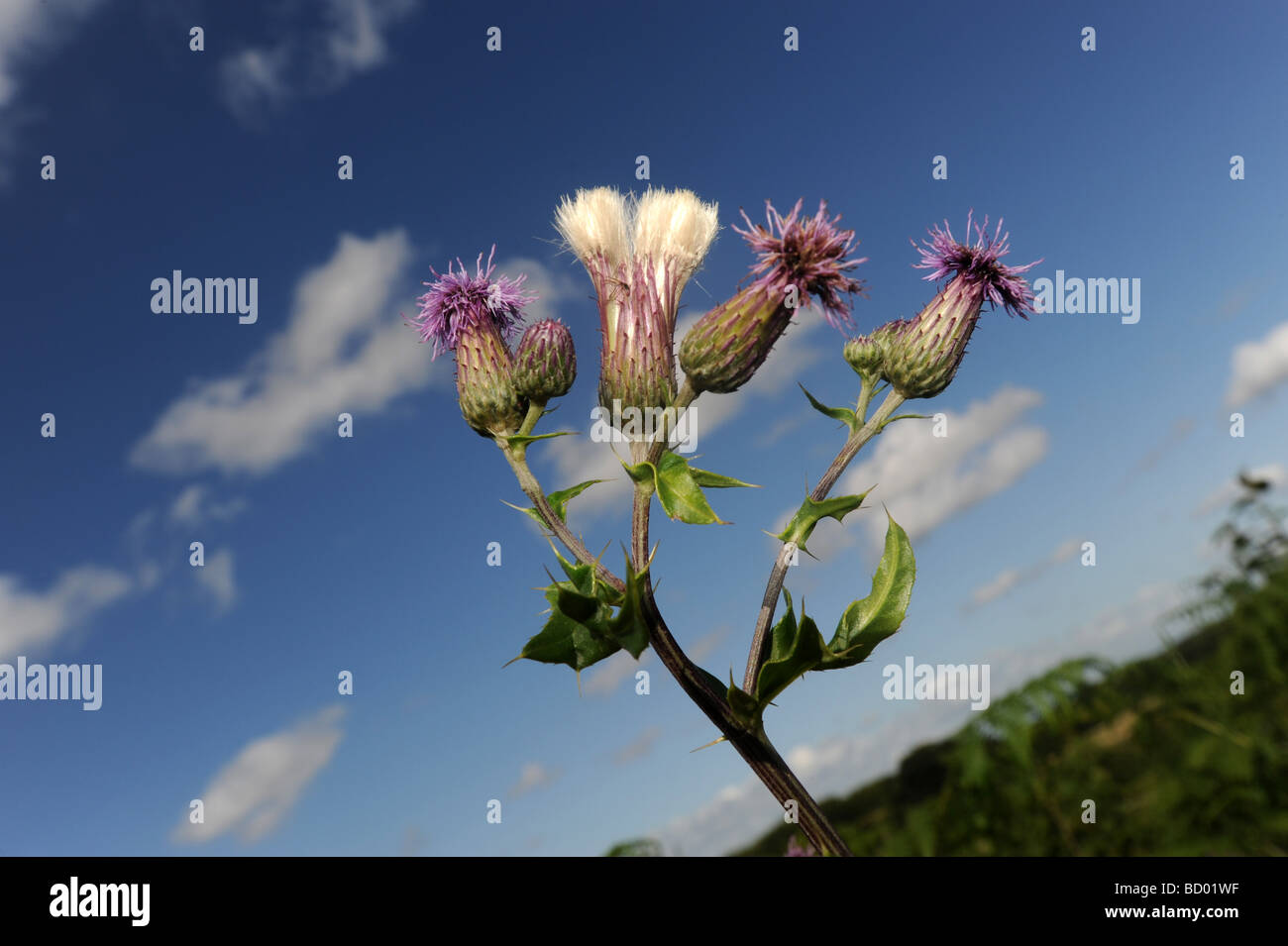 Chardon sauvage contre un ciel bleu Banque D'Images