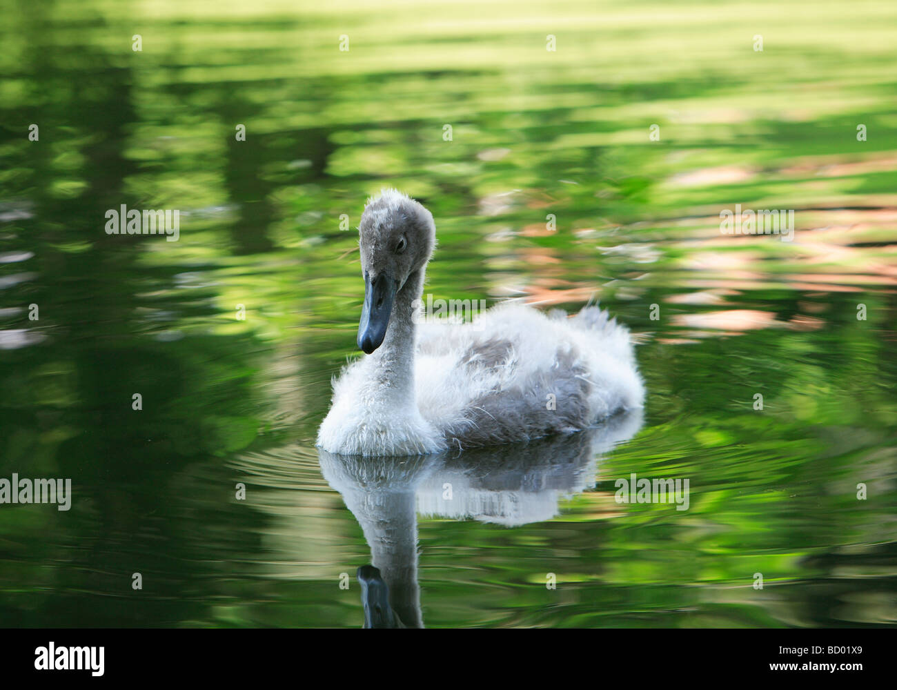 Cygnet jeune swan Banque D'Images