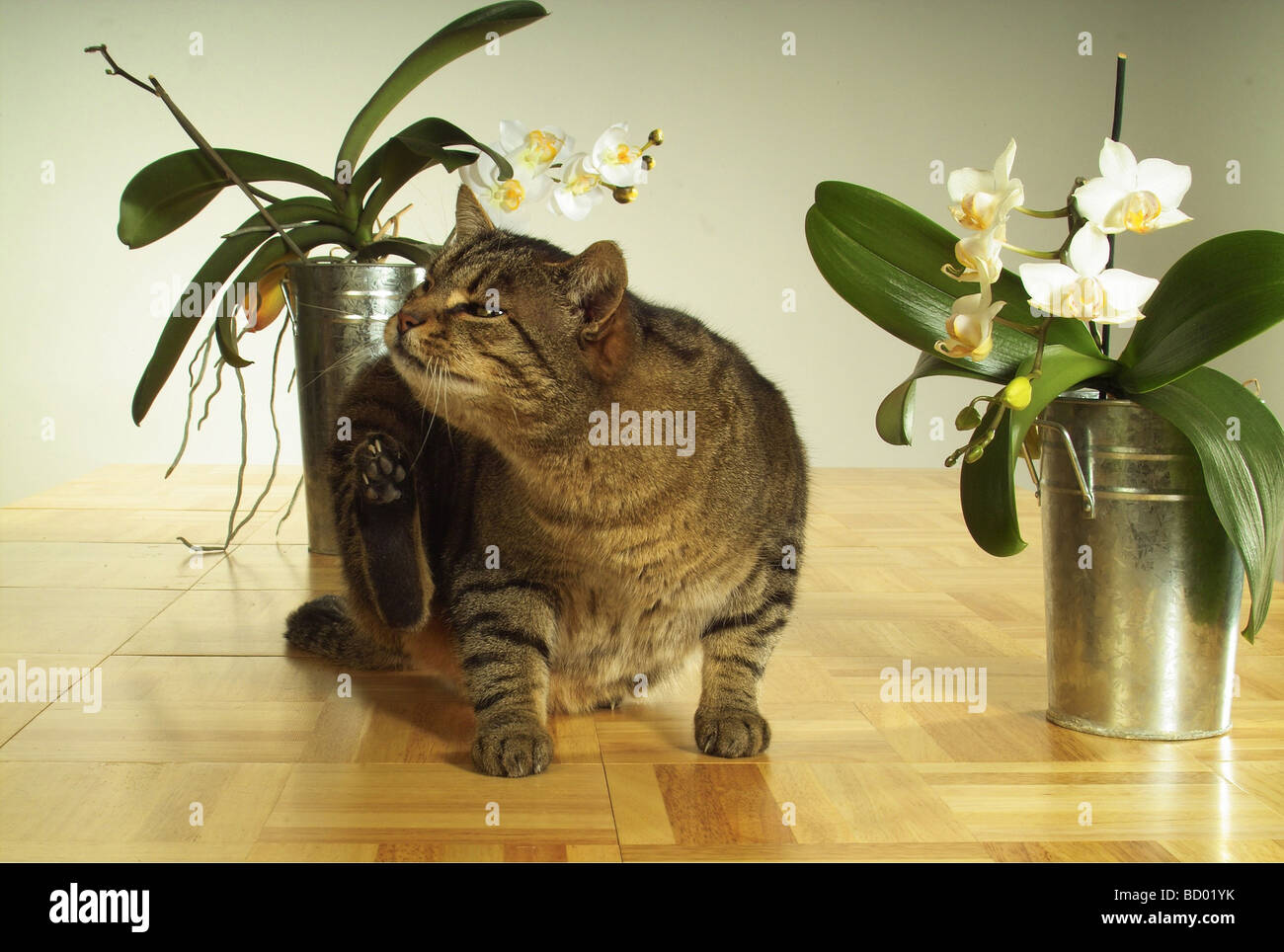 Tabby chat domestique - Rayer elle-même Banque D'Images