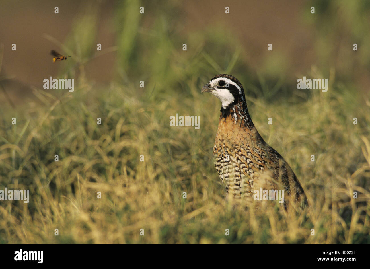 Colin de Virginie Colinus virginianus homme Lake Corpus Christi Texas USA Mai 2003 Banque D'Images