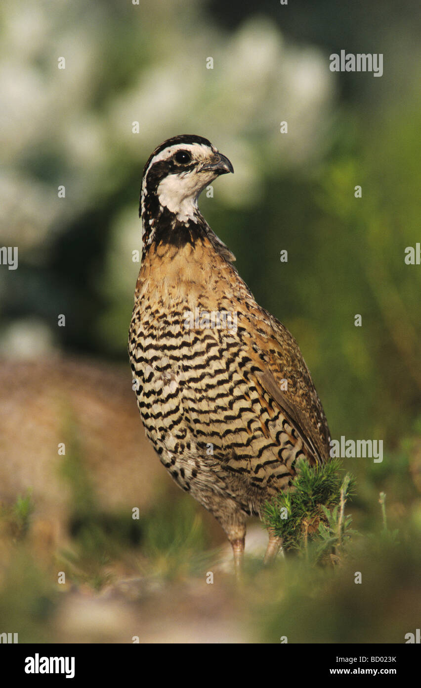 Colin de Virginie Colinus virginianus homme Lake Corpus Christi Texas USA Mai 2003 Banque D'Images