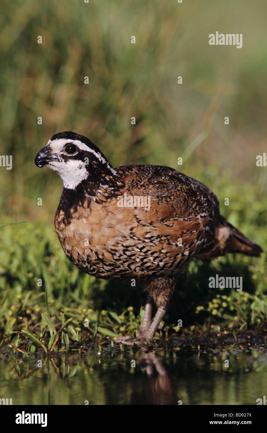 Colin de Virginie Colinus virginianus homme Lake Corpus Christi Texas USA Mai 2003 Banque D'Images