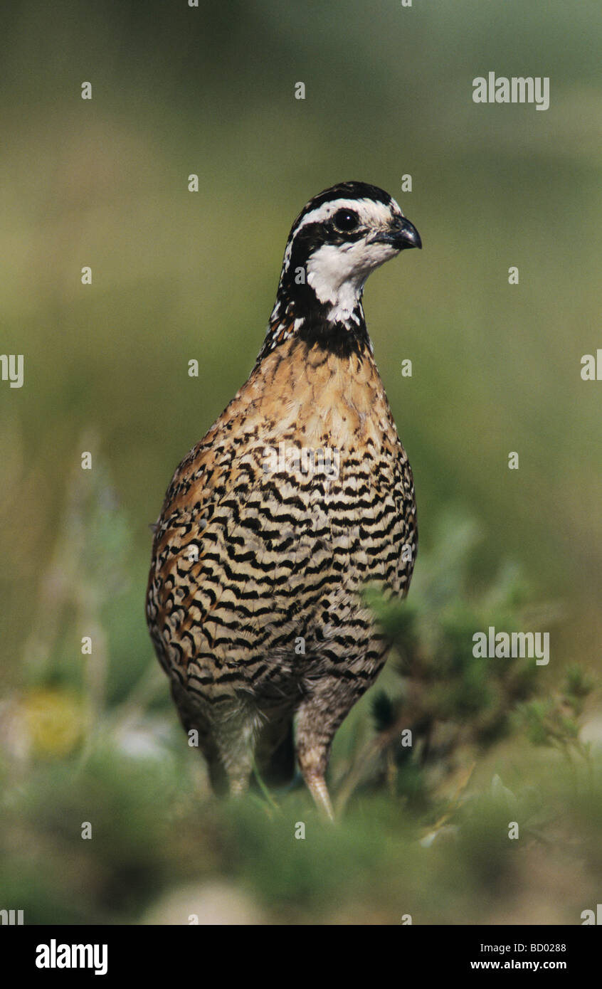 Colin de Virginie Colinus virginianus homme Lake Corpus Christi Texas USA Mai 2003 Banque D'Images