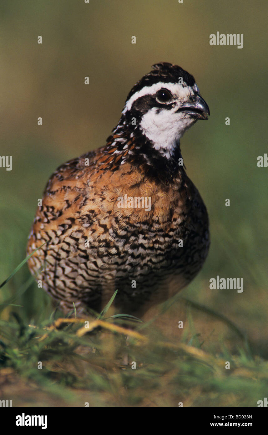 Colin de Virginie Colinus virginianus homme Lake Corpus Christi Texas USA Mai 2003 Banque D'Images