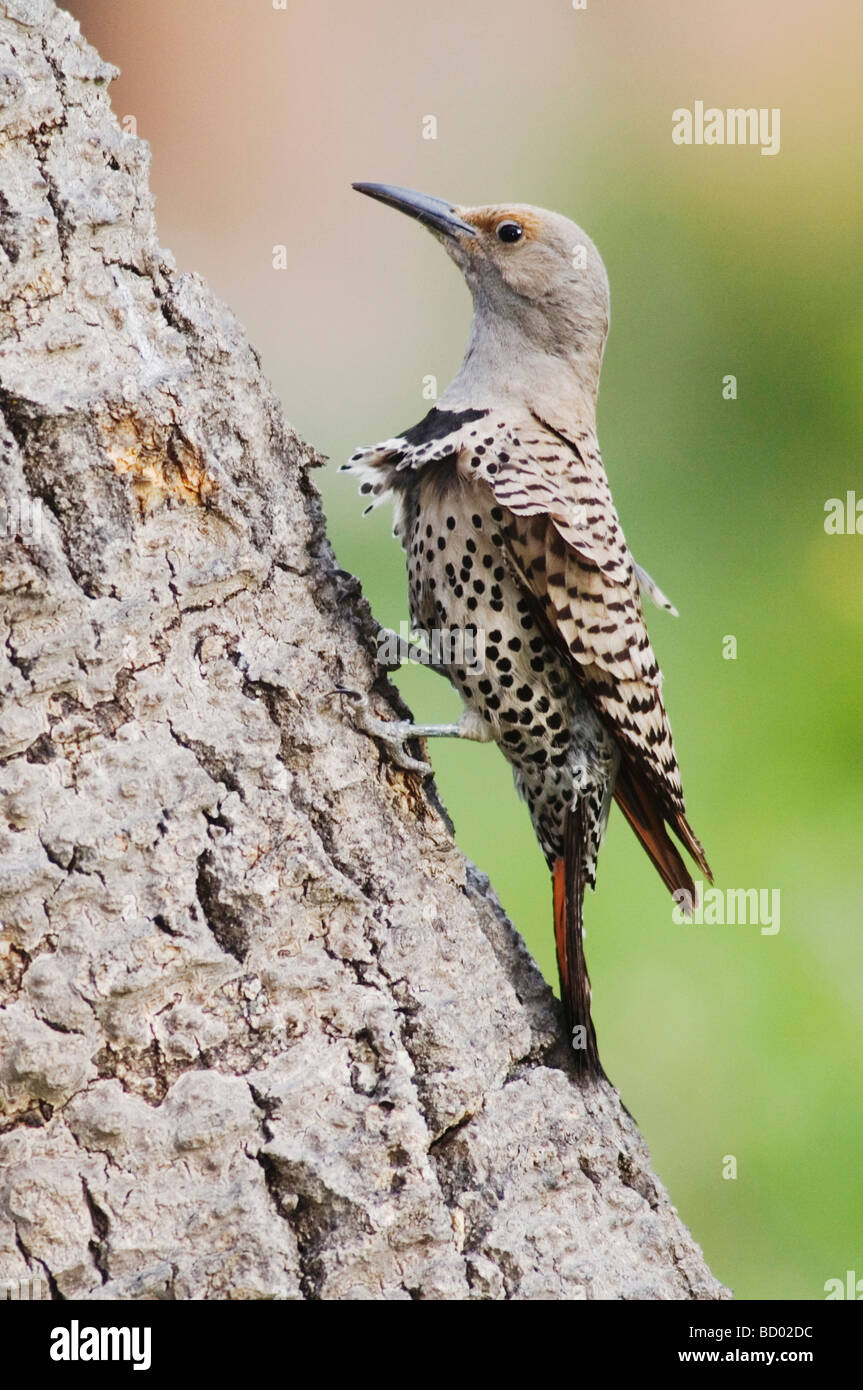 Le Pic flamboyant Colaptes auratus forme manche rouge perché femelle Rocky Mountain National Park Colorado USA Juin 2007 Banque D'Images Le Pic flamboyant Colaptes auratus forme manche rouge perché femelle Rocky Mountain National Park Colorado USA Juin 2007 Banque D'Images