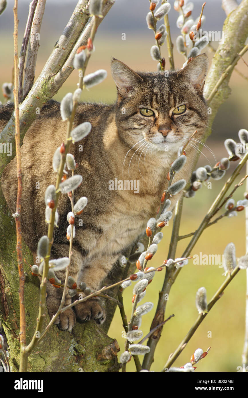 Tabby chat domestique on tree Banque D'Images