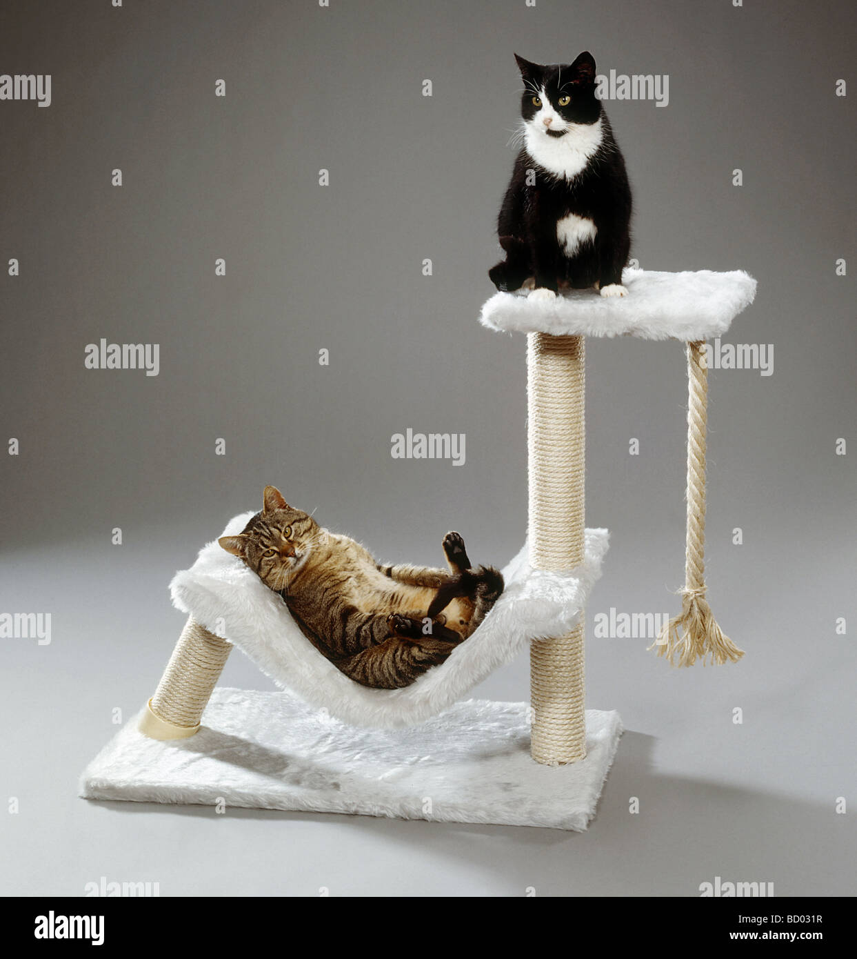 Deux chats sur un poteau de éraflure Banque D'Images