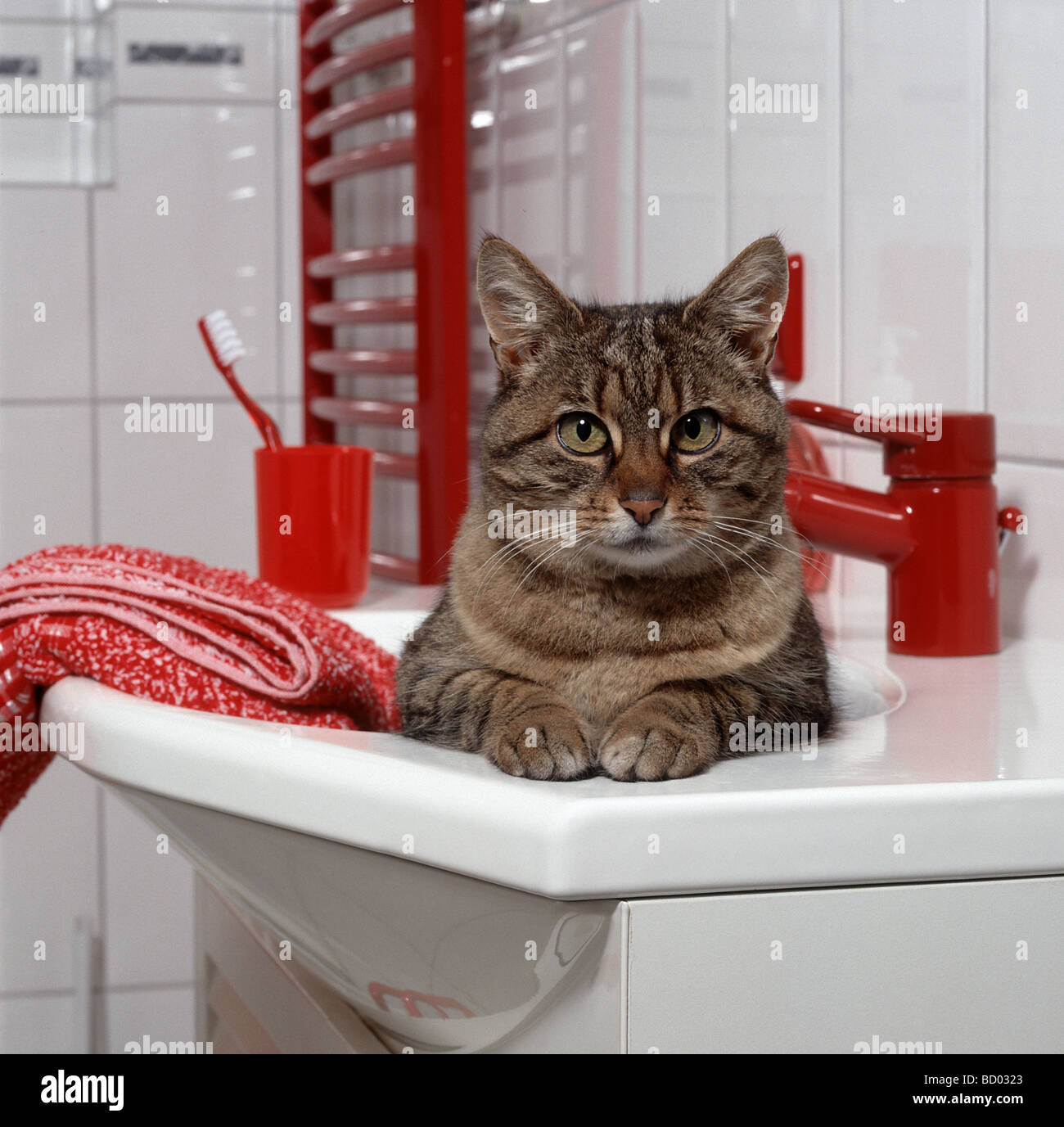 Tabby chat domestique dans le lavabo Banque D'Images